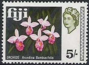 Bamboo orchids