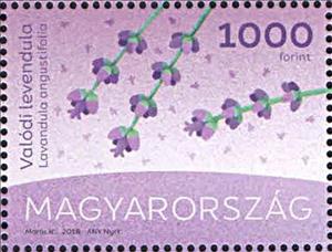 Stamp, True Lavender, Hungary,  , Flowers, Plants (Flora)