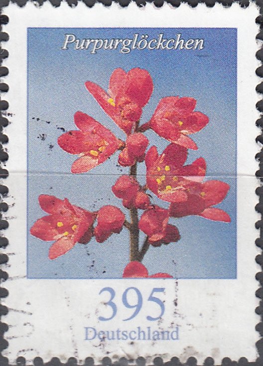 Heuchera sp.-Alumroot