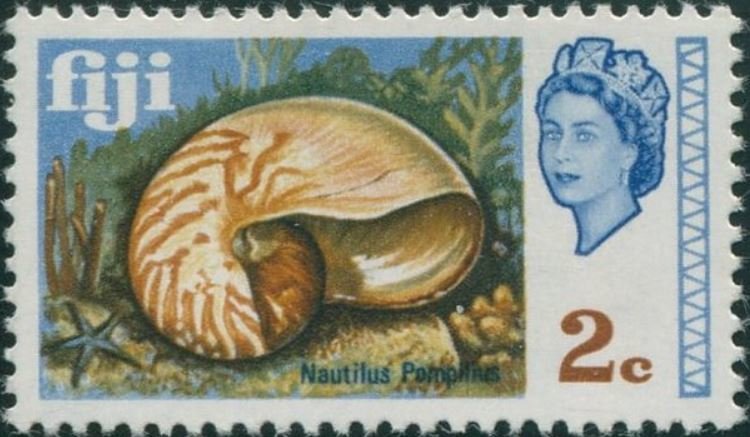 Chambered Nautilus (Nautilus pompilius)