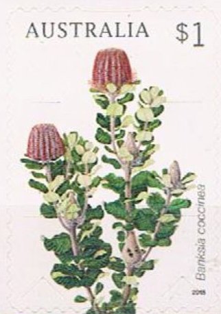 Banksia coccinea