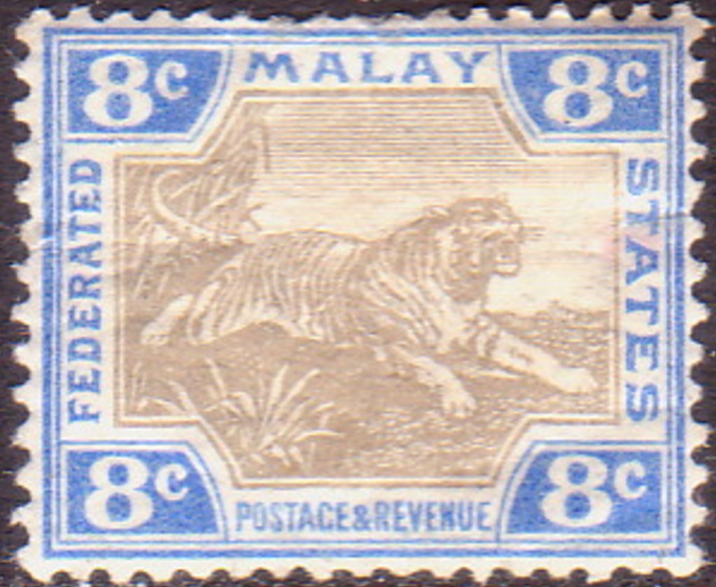 Tiger (Panthera tigris)
