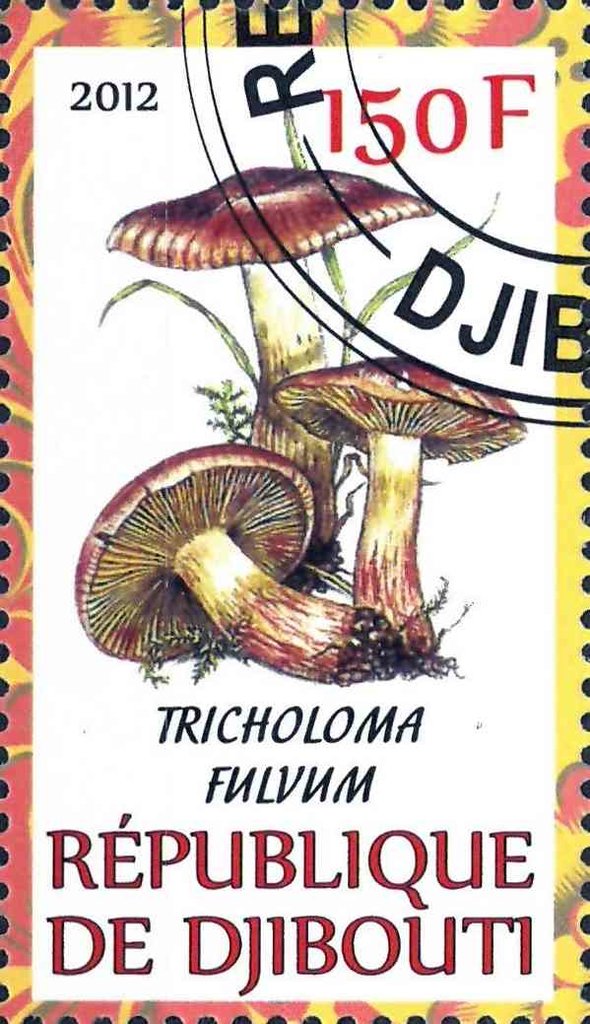 Tricholoma Fulvum