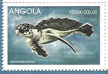 Lepidochelys kempii