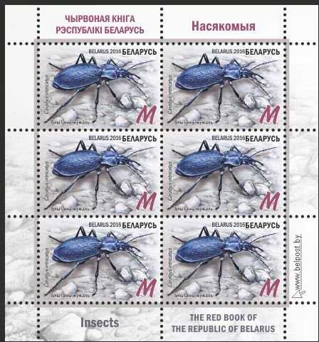 Blue Ground Beetle (Carabus intricatus)