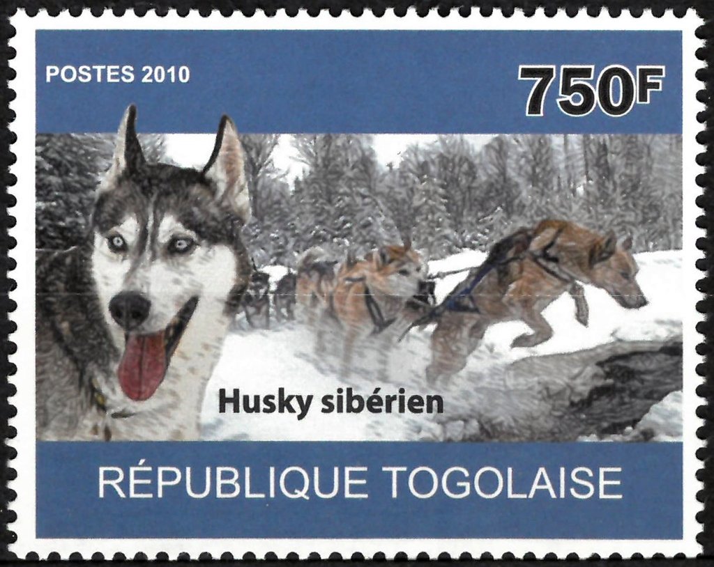 Husky siberien