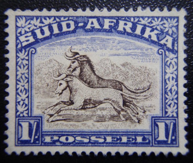 Wildebeest (Connochaetes sp.)