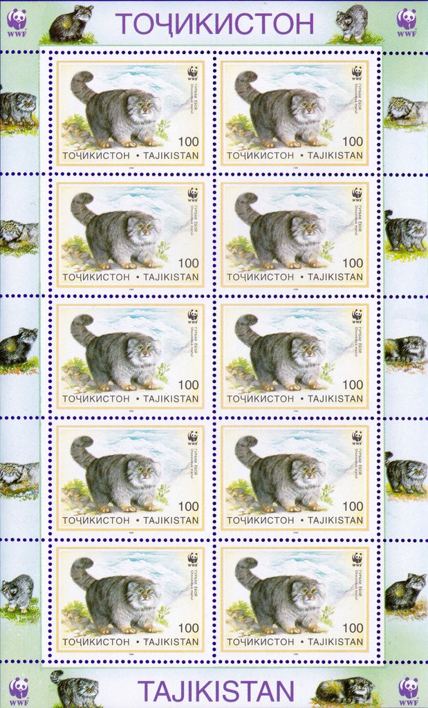 Pallas's Cat (Otocolobus manul)