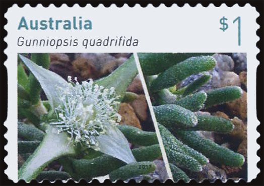 Gunniopsis quadrifida