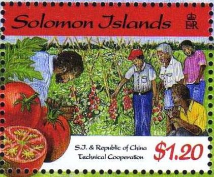 Growing tomatoes