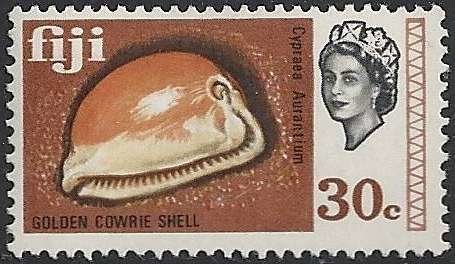 Golden Cowrie (Cypraea aurantium)