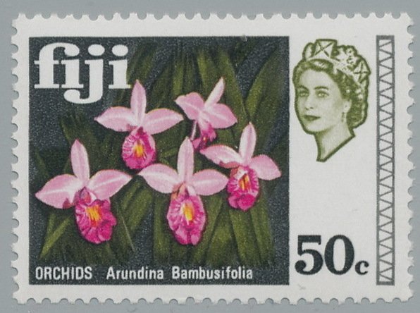 Bamboo orchids