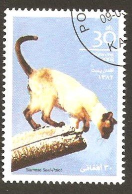 Siamese seal-point