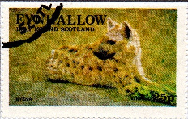 Hyena