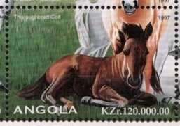 Thoroughbred Colt
