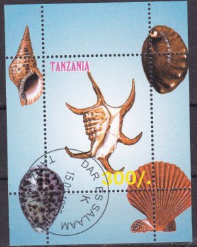Sea Shells