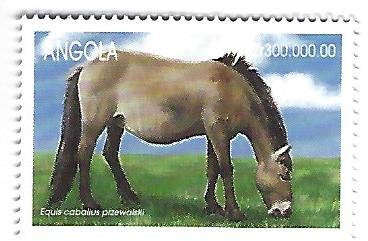 Equus caballus przewalski