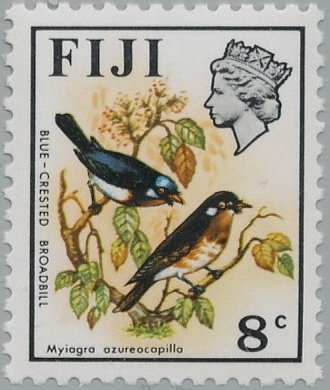 Blue-crested Broadbill (Myiagra azureocapilla)