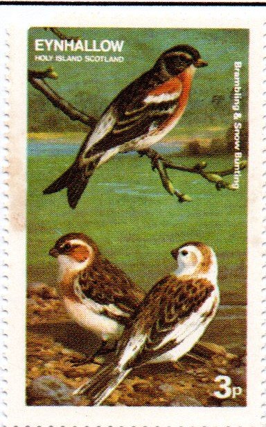 Buntings