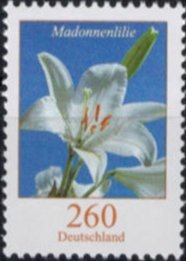 Lilium candidium-Madonna Lily