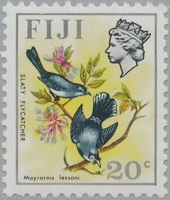 Slaty Monarch (Mayrornis lessoni)