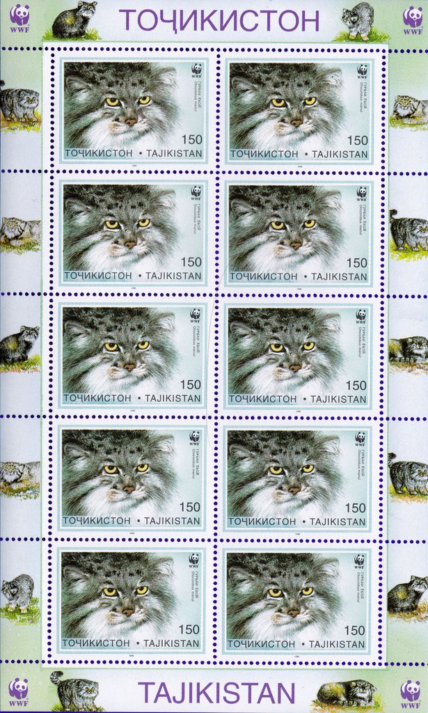 Pallas's Cat (Otocolobus manul)