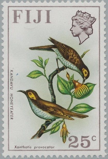 Kandavu Honeyeater (Foulehaio provocator)