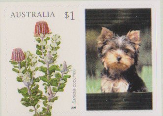 Banksia coccinea with Personalizable Label