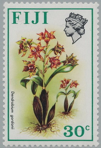 Dendrobium gordonii
