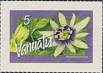 Passiflora foetida