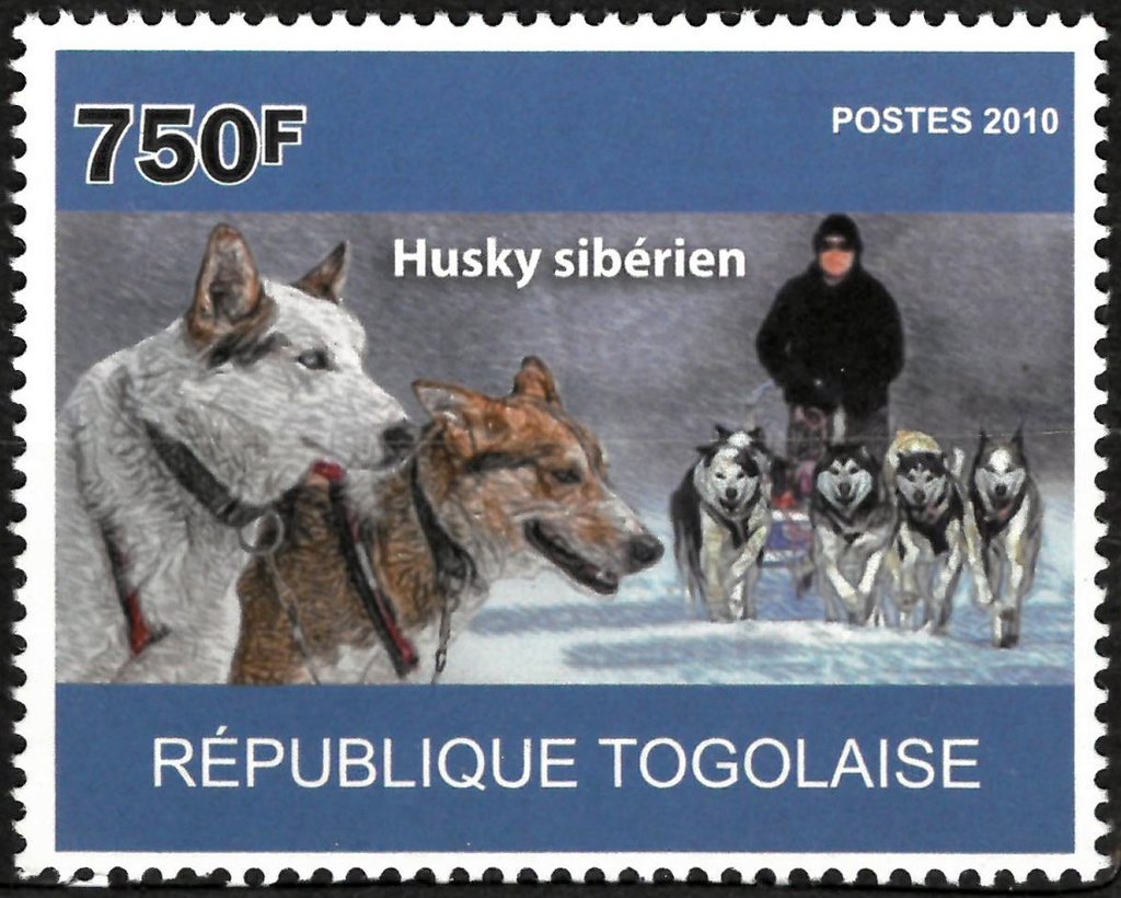 Husky siberien