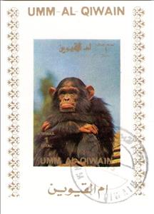 Souvenir Sheet, Chimpanzee (Pan troglodytes), Umm al-Qiwain,  , Animals (Fauna), Apes, Mammals, Monkeys
