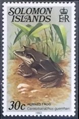 Gunther's Triangle Frog (Ceratobatrachus guentheri)