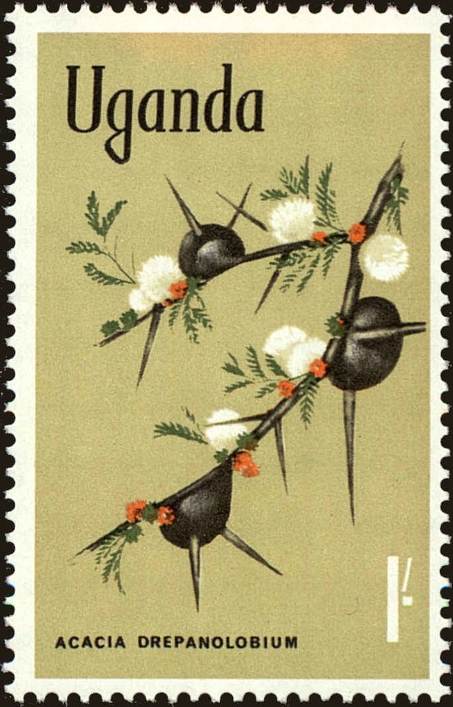Whistling Thorn (Acacia drepanolobium)
