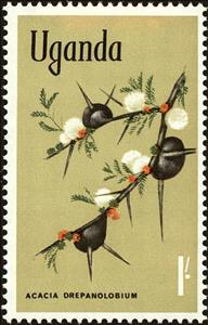 Stamp, Whistling Thorn (Acacia drepanolobium), Uganda,  , Flowers, Plants (Flora)