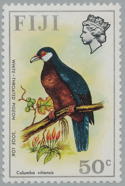 White-throated Pigeon (Columba vitinensis) 