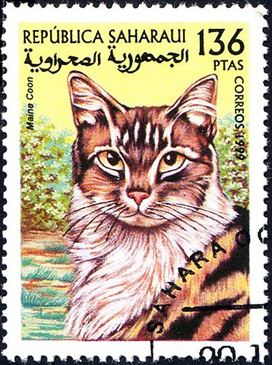 Cats