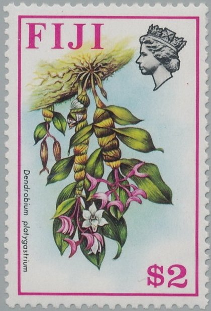 Dendrobium platygastrium