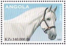 Shagya Arab