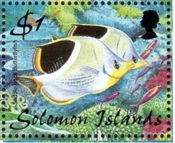 Saddle back butterflyfish (Chaetodon ephippium)