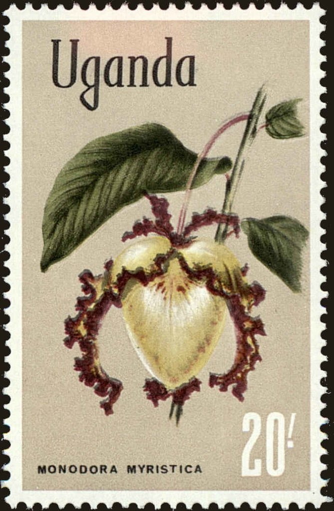 Calabash nutmeg (Monodora myristica)