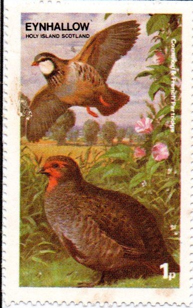 Partridge