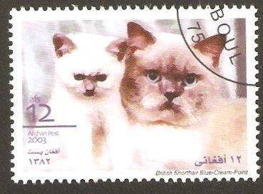 Stamp, British shorthair blue-cream, Afghanistan,  , Animals (Fauna), Cats, Mammals