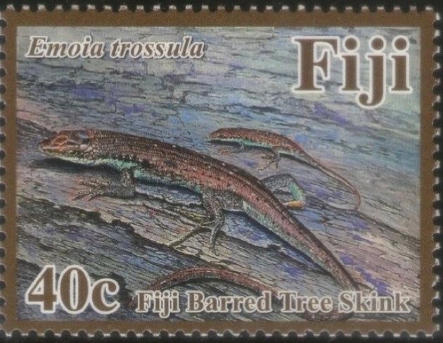 Fiji Barred Tree Skink