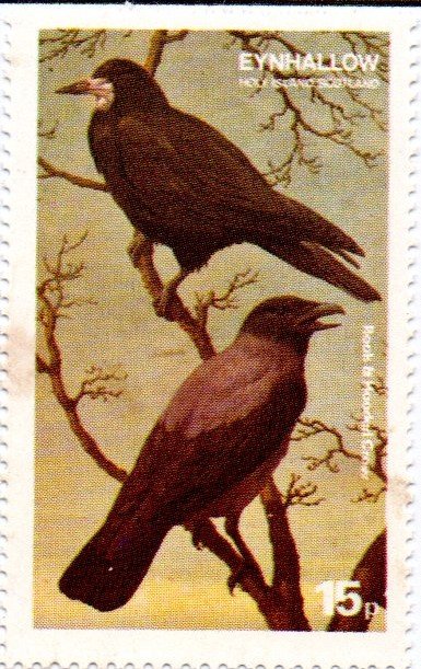 Rook and Hooded Crow