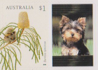Banksia speciosa with Personalizable Label