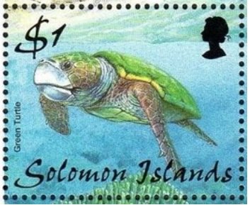 Green Turtle (Chelonia mydas)