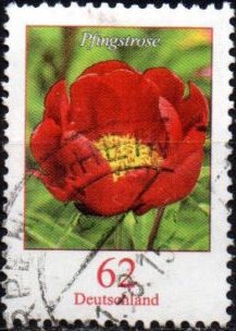 Paeonia sp.Peony