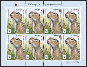 Speckled Ground Squirrel (Spermophilus suslicus)