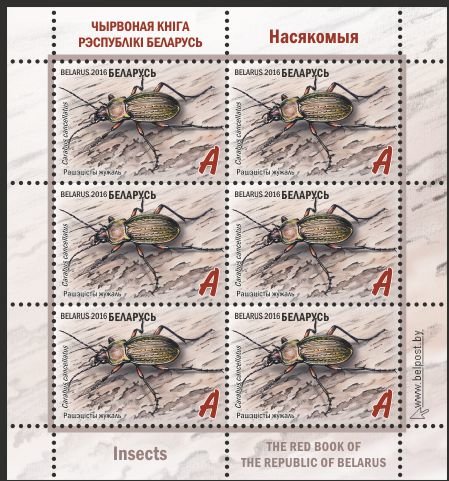 Ground Beetle (Carabus cancellatus)